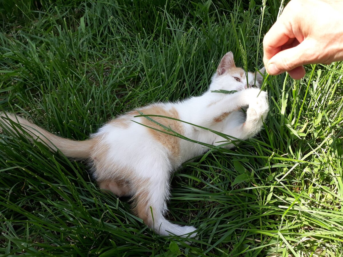 Лучик-котенок с нашей лесной передержки собак. Как он там оказался , мы не знаем. Но его жизнь сейчас в надежных руках.  Лучик дома- это заслуга волонтеров.