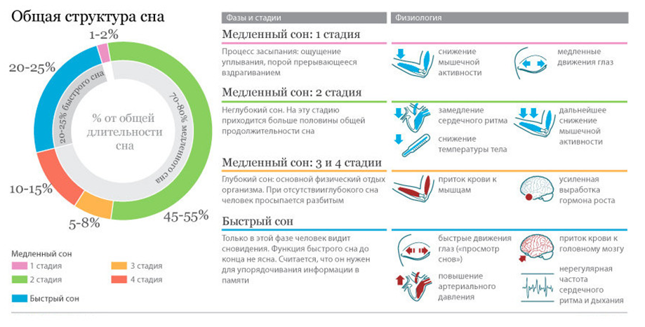 <<Стадии сна человека>>