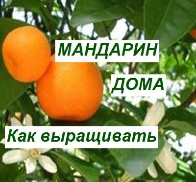 комнатный мандарин