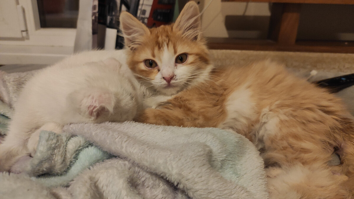 Найдите на фото Шанти)