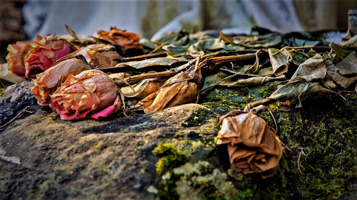 Фото взято из открытых источников