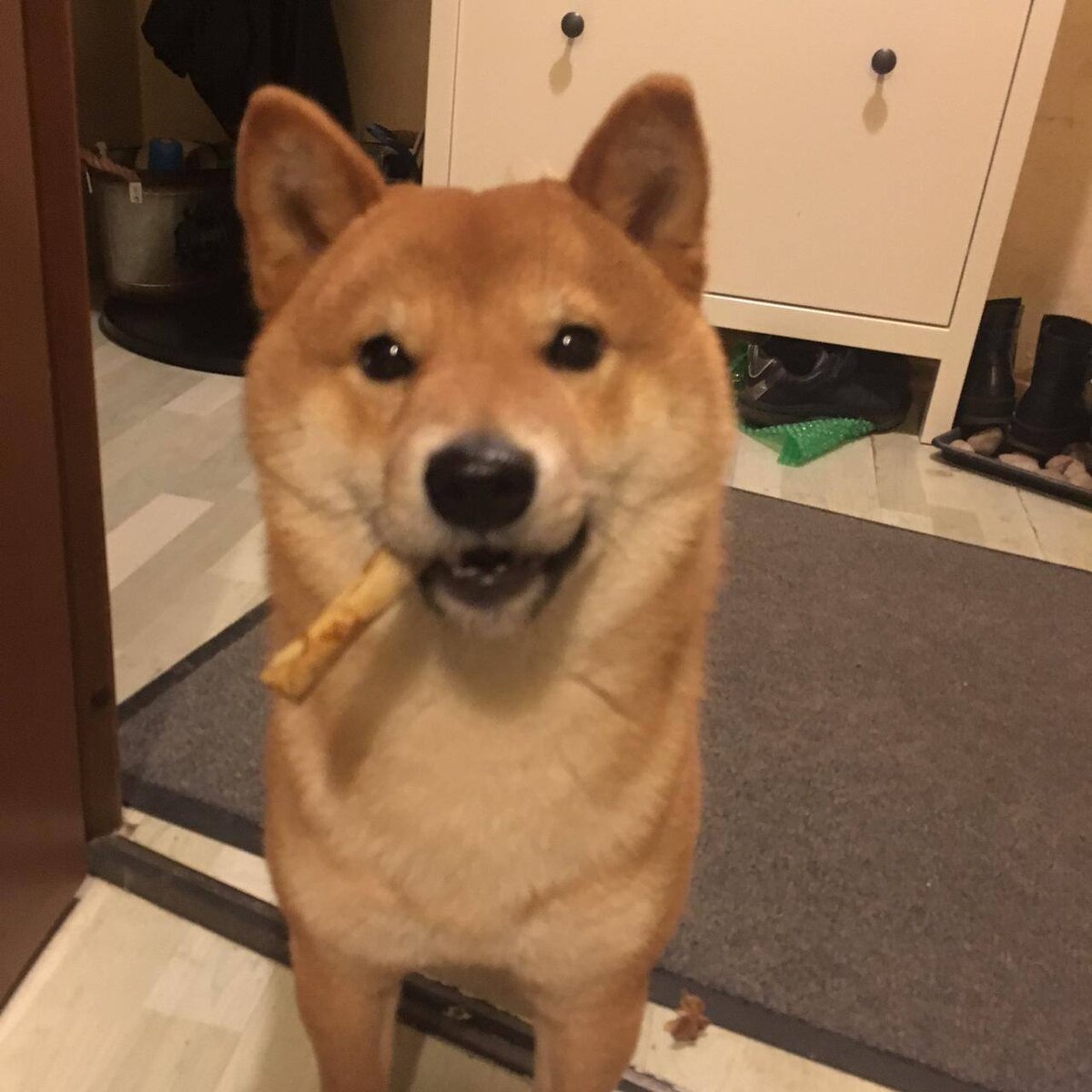 собачка Симба, домашний питомец, природно прошитый бесстрашно сбегать 