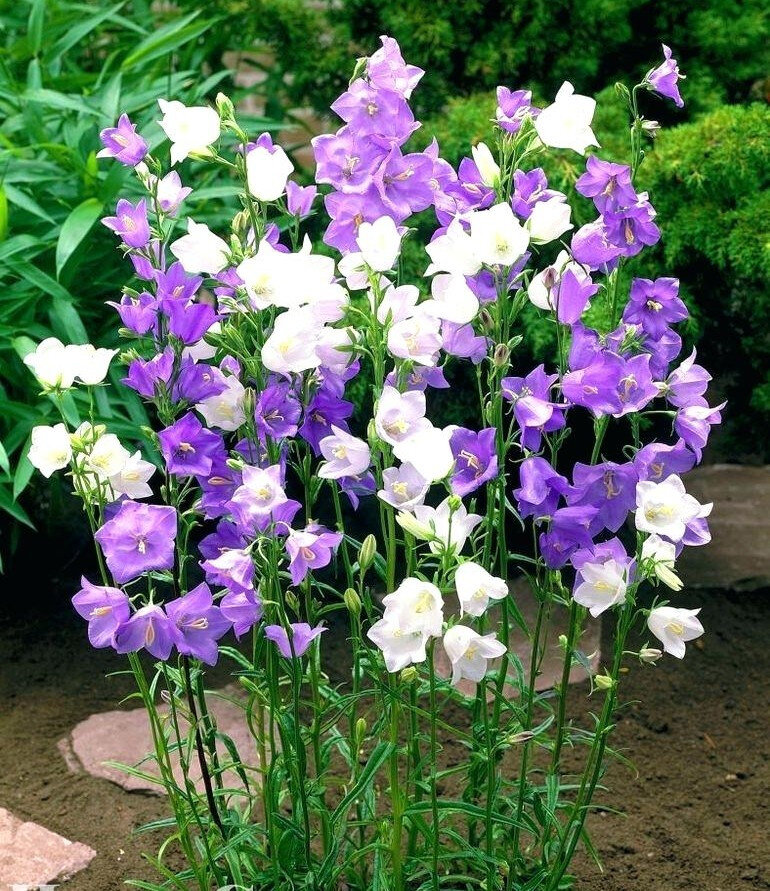 Колокольчик Персиколисный. Бывает разного цвета, голубой, розовый, синий и белый. Высокие пирамидальные соцветия с крупными цветами, есть экземпляры больше метра.  Цветет июнь, июль. 