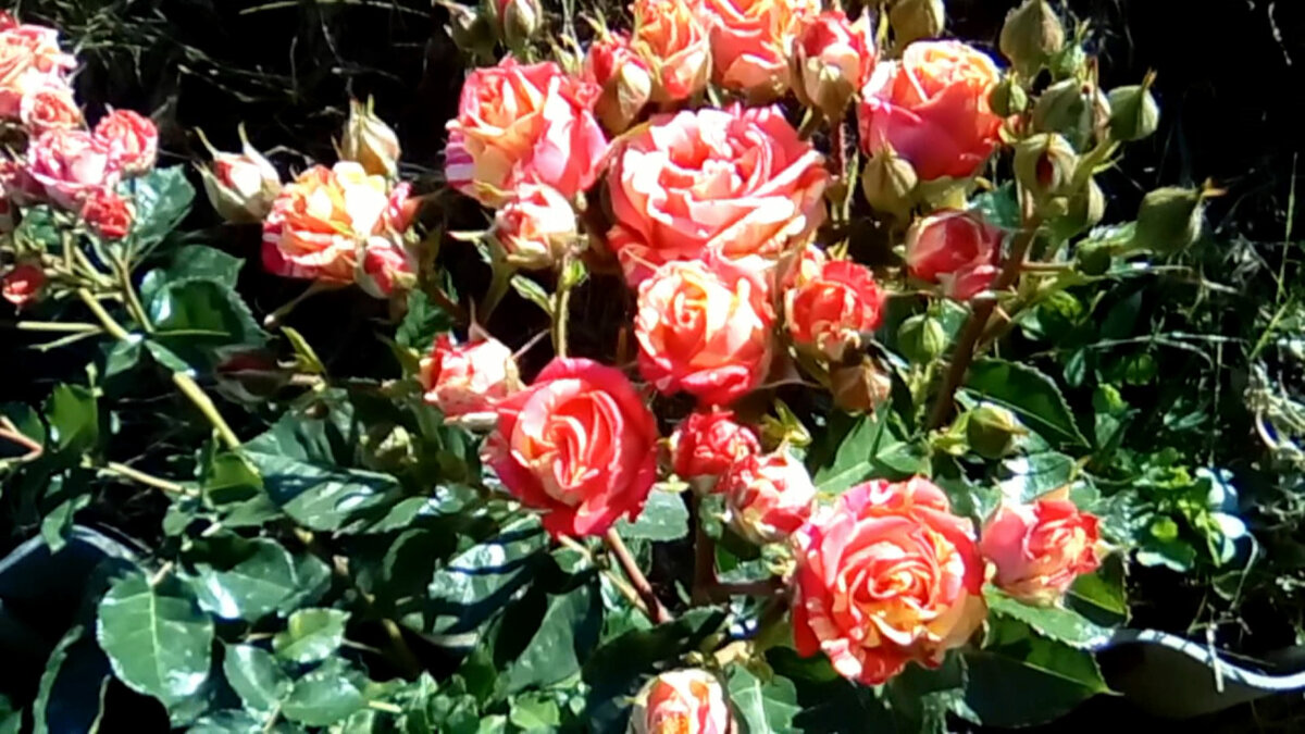 Розы моего сада. Роза Fire Flash (Файер Флеш). | Мой мир Мои розы | Дзен