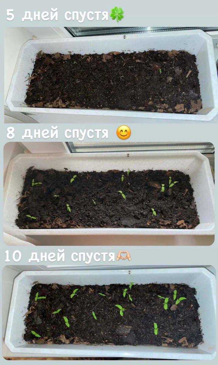 10 день с момента посадки наших будущих томатов. Прорастание 100% , что не может не радовать.