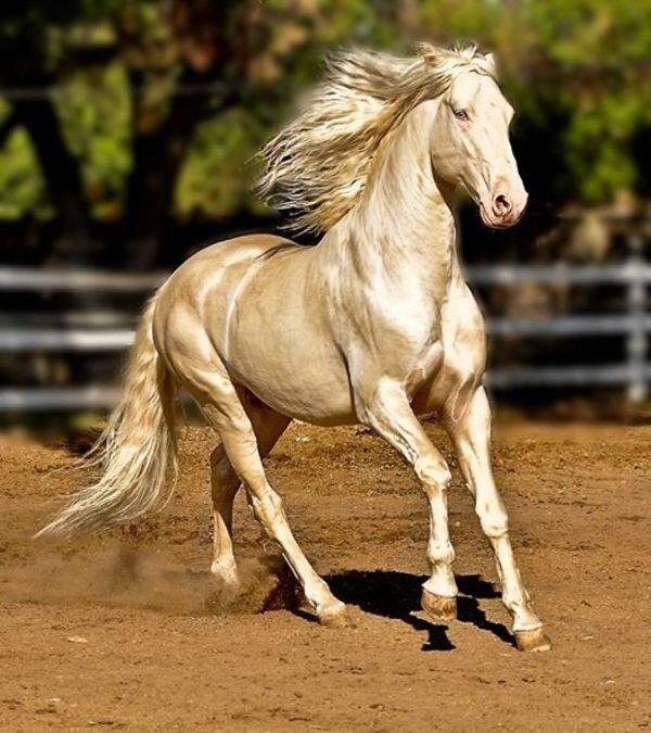 Ахалтекинская лошадь, её особенности и красота