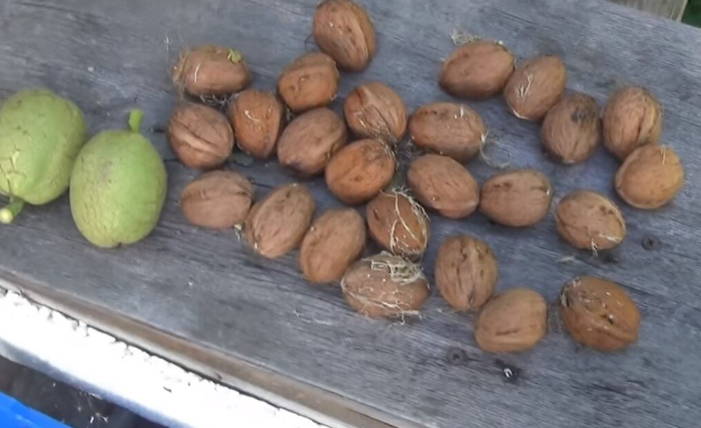 Орехи растущие в сибири
