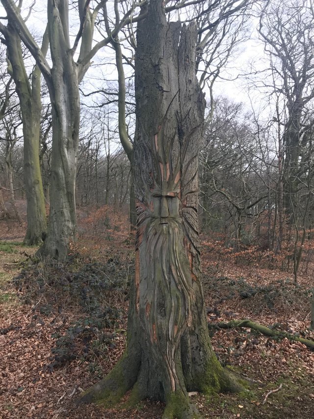 Вот та фотография, с которой начинается пост. Насколько удивительна эта резьба на мертвом дереве? Сегодня я гулял с моим мальчиком по лесу, известному как Джуди Вудс, охраняемый лесной массив площадью более 40 гектаров, который также является одним из крупнейших в нашем местном районе Брэдфорд.