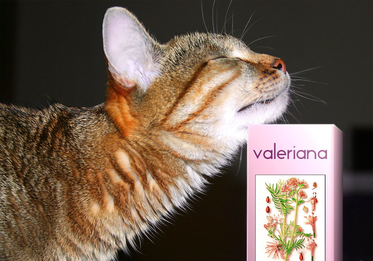 Валерьяна 