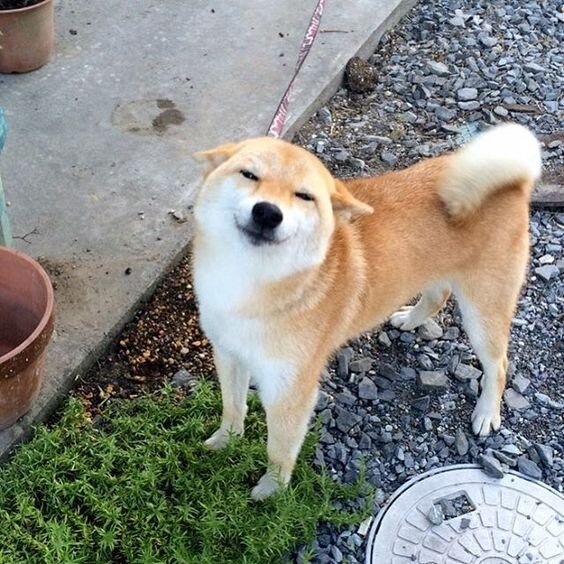 вот так мы строим моси, источник фото google images