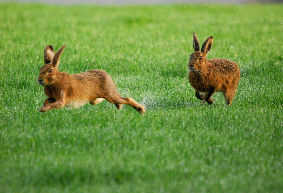 Заяц-русак. Фото flickr.com