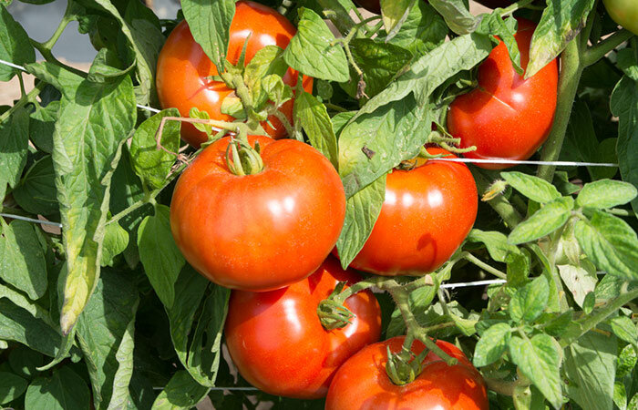 Источник: https://lifehack.sait-pro-dachu.ru/wp-content/uploads/2017/05/secrety-pomidorov-3.jpg