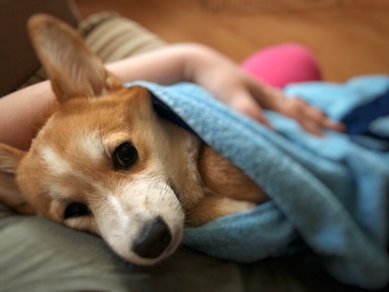 После мытья лап, они еще и полотенцем меня вытирают. Это возмутительно!