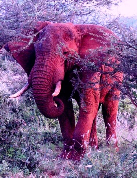 Розовый слон (Лейкизм)