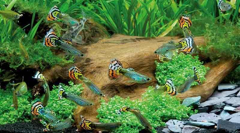 Источник фото: sangbadpratidin.in
