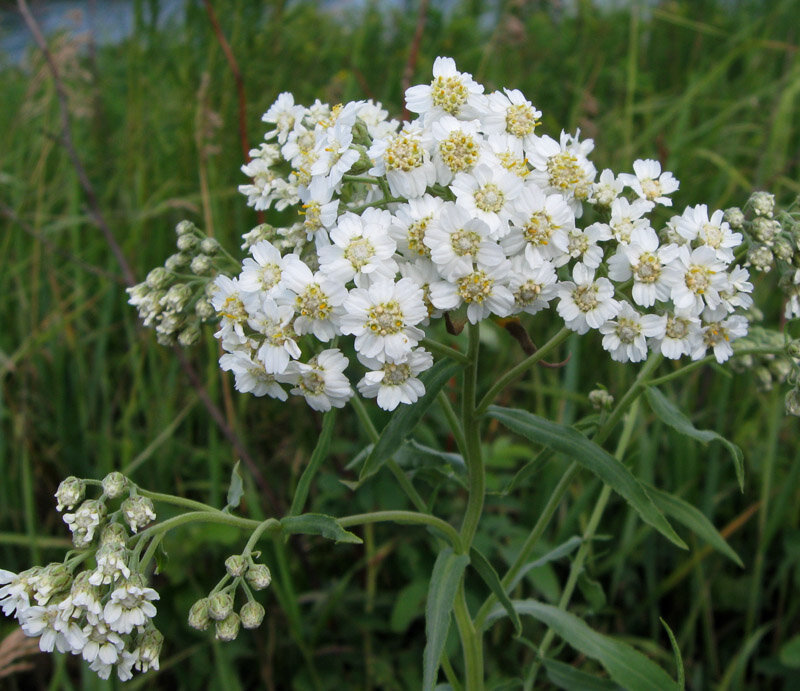 Бела трава. Чихотная трава (Achillea ptarmica),. Тысячелистник хрящеватый (Achillea cartilaginea. Чихотная трава тысячелистник птармика. Тысячелистник обыкновенный 'ptarmica'.