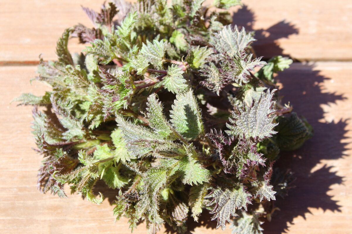 Крапиву нужно собирать в экологически чистых местах. Использовать лучше молодые побеги, не больше 10 см, их можно готовить вместе со стеблем.