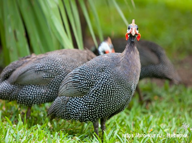 Уход и разведение цесарок в приусадебном хозяйстве