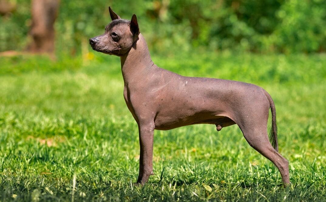 Интересные породы собак