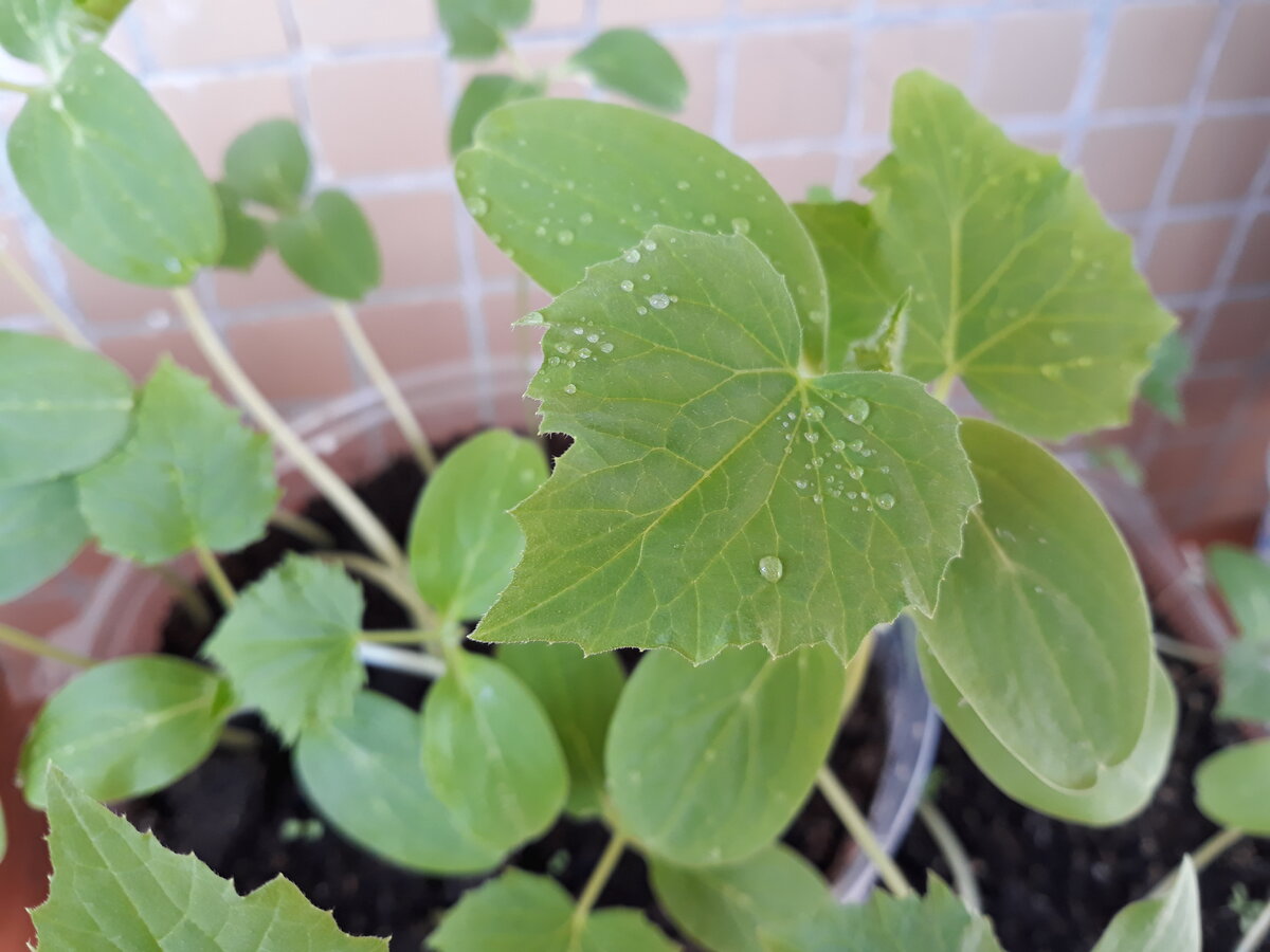 Рассада огурцов