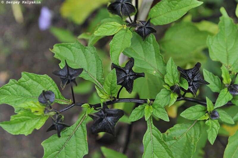 Никандра физалисовидная 'Violacea'