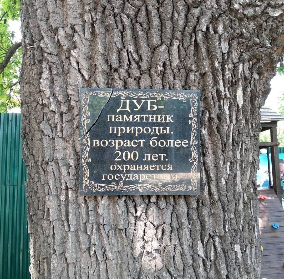 Памятники природы в Орле дуб