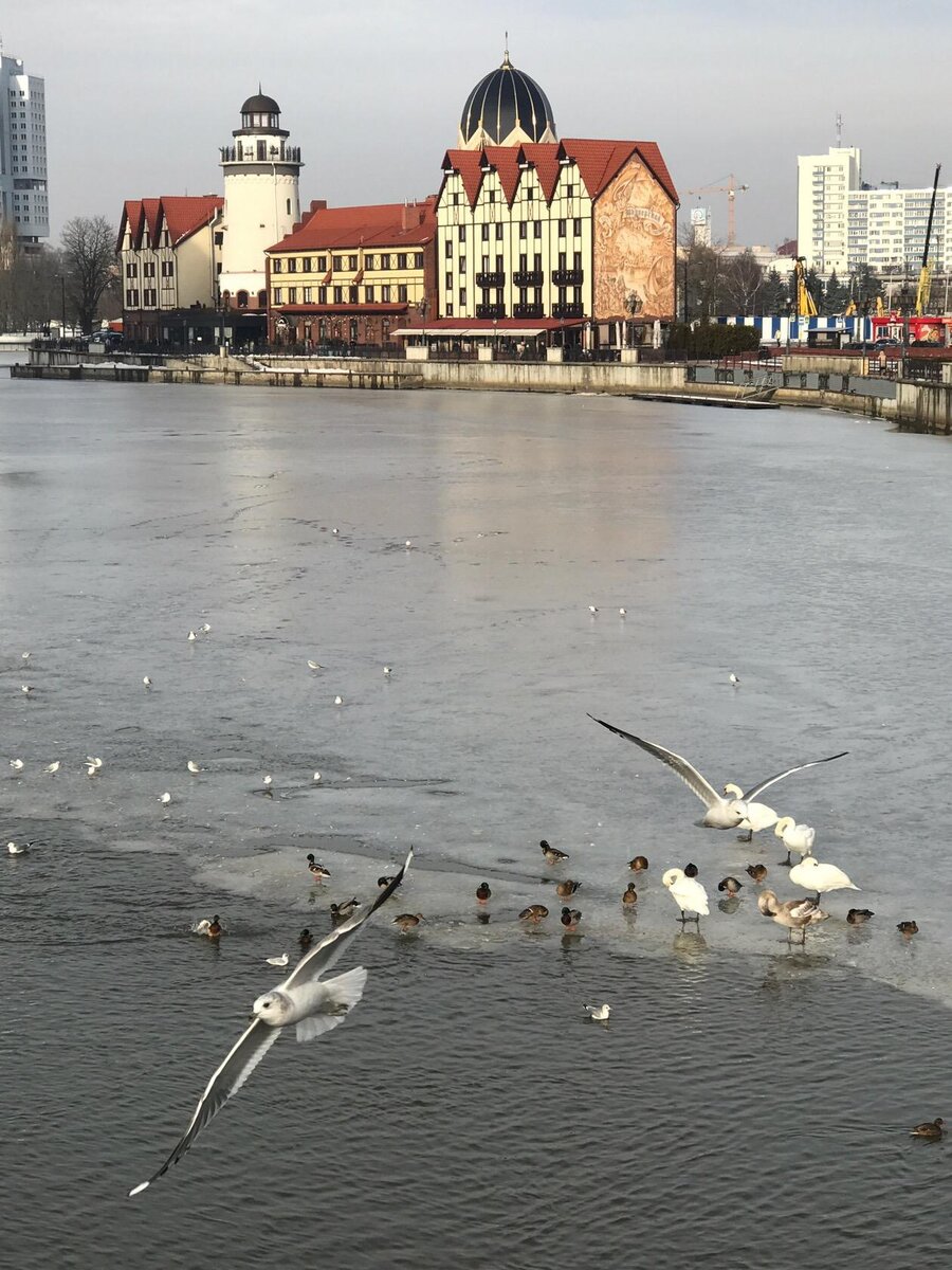 море в калининграде зимой