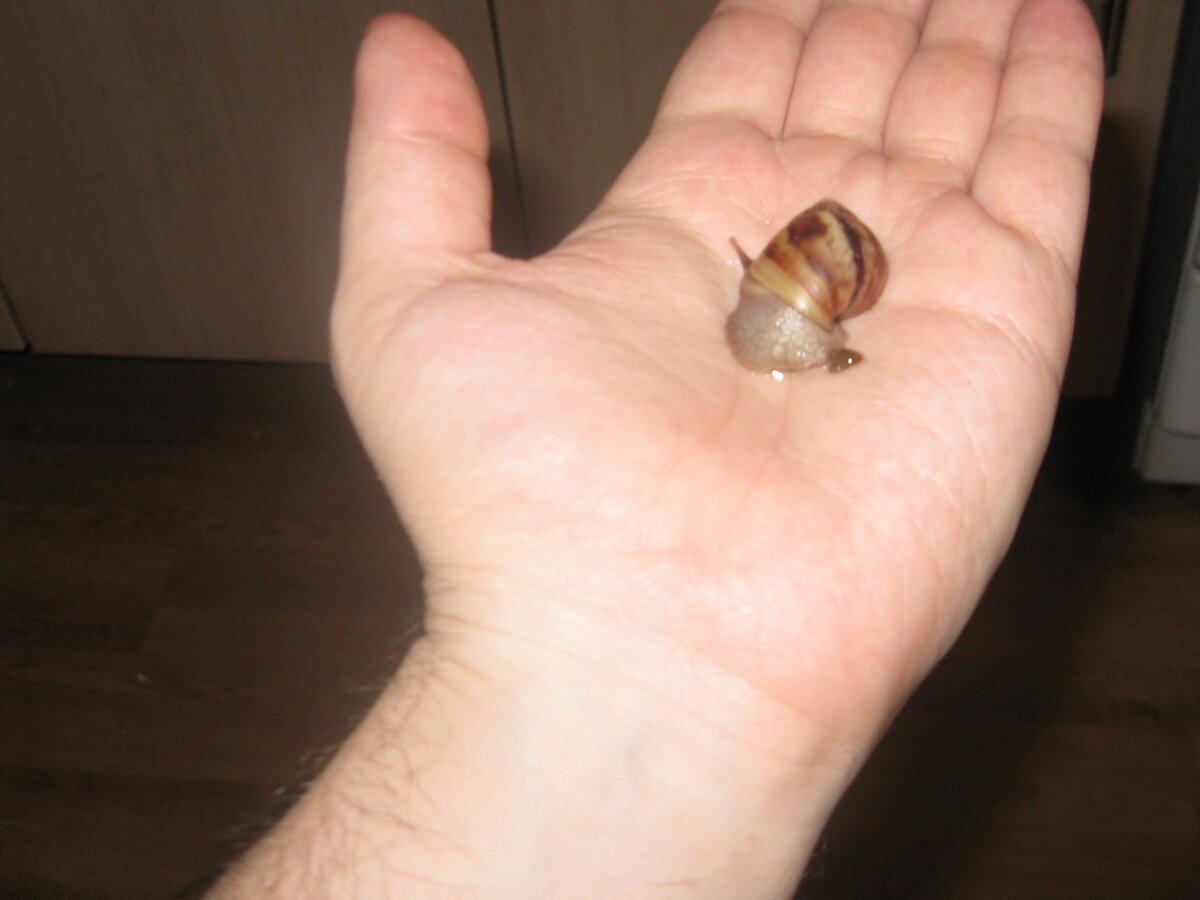 Улиткам очень нравится ваше внимание