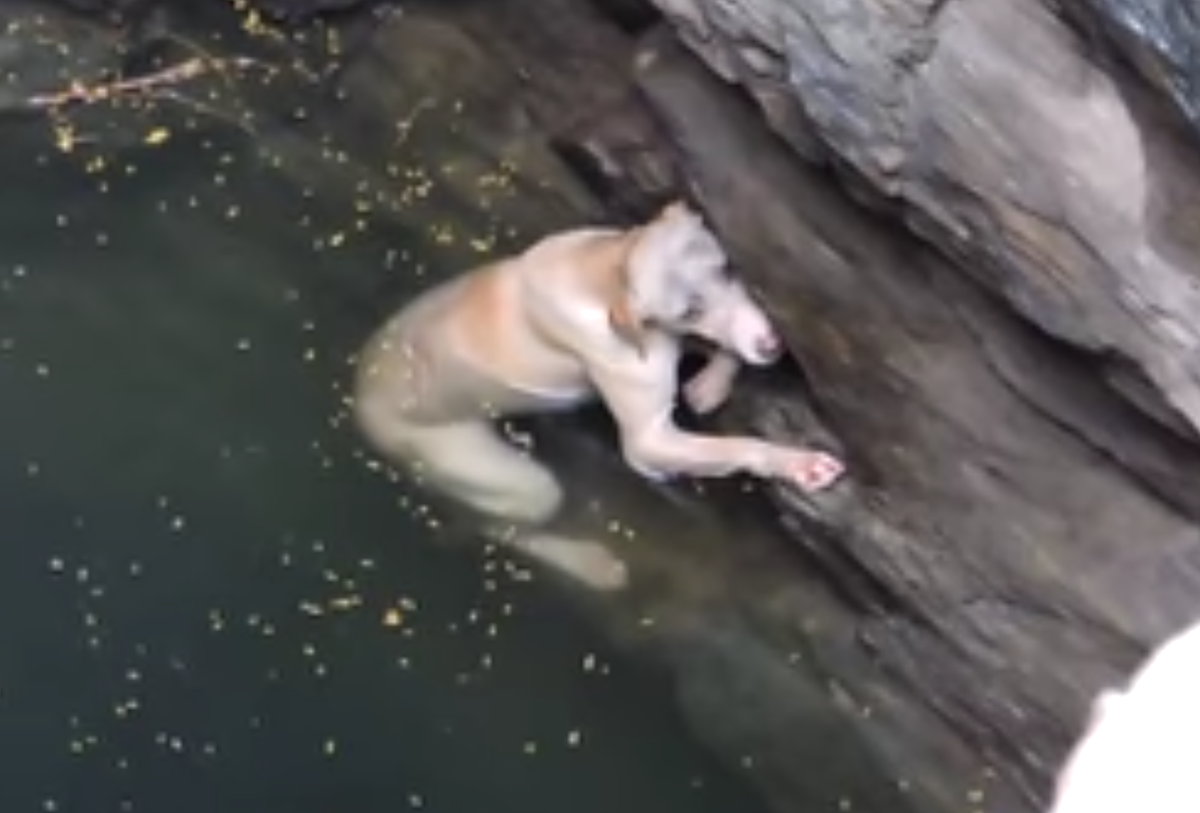 Кадр видео youtube.com/Animal Aid Unlimited, India