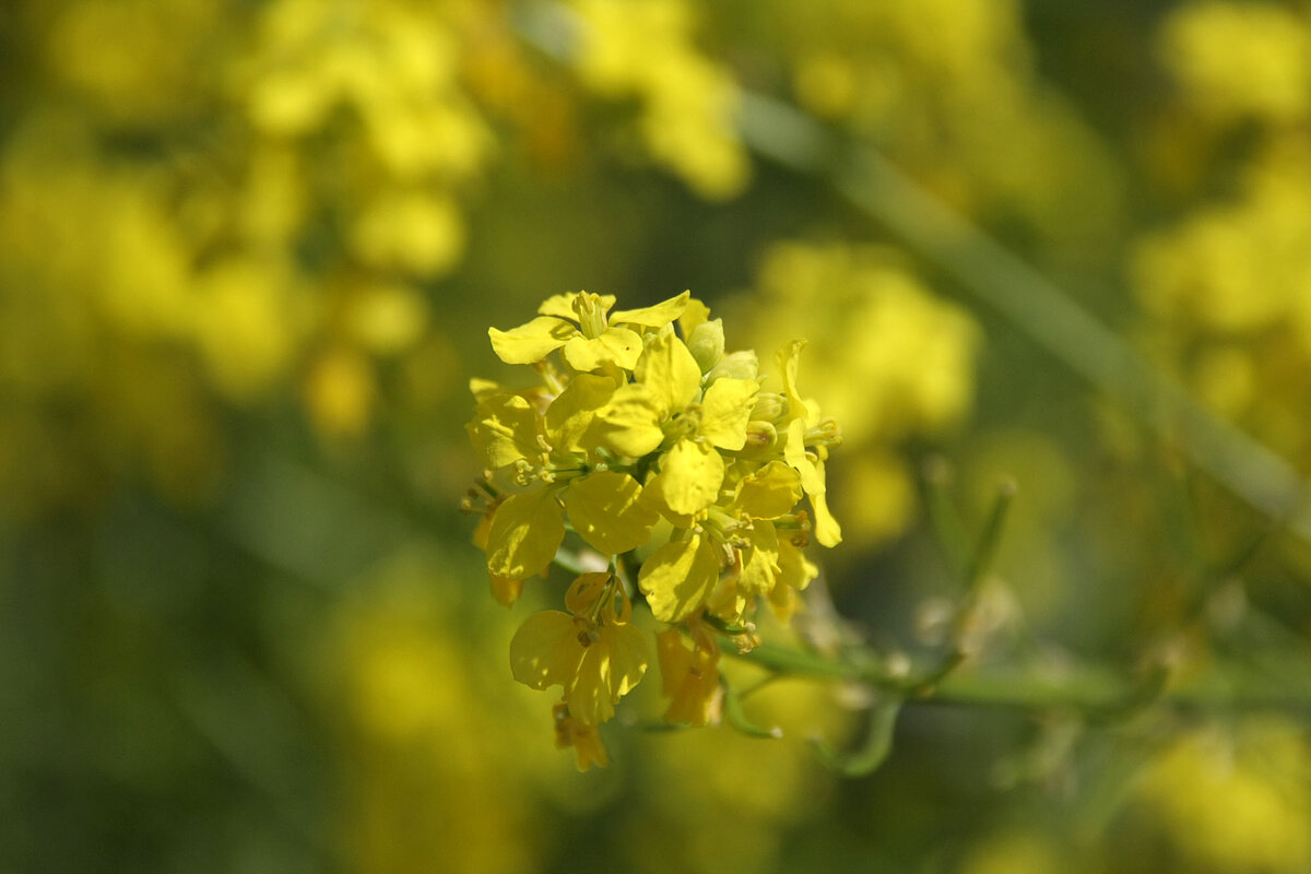 Сурепка Barbarea vulgaris