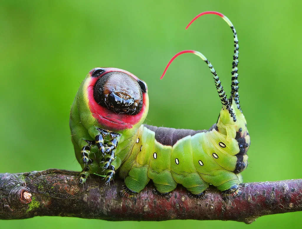 Притча о гусенице 🐛, мечтавшей стать бабочкой 🦋 | Блог Альтруиста | Дзен