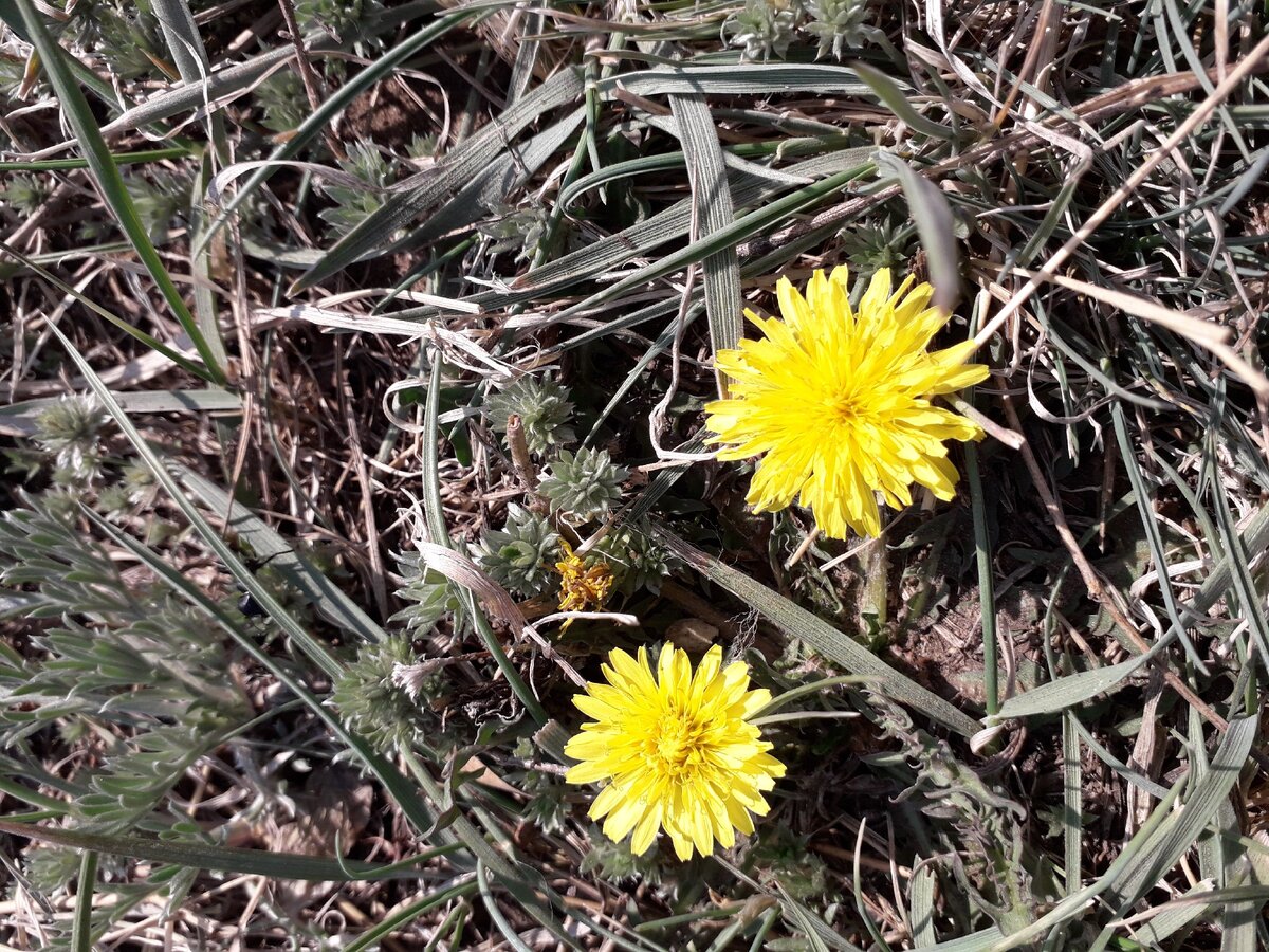 Одуванчики