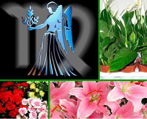 Магазин цветов с онлайн-заказом – ваш верный помощник для очарования прекрасной Девы.