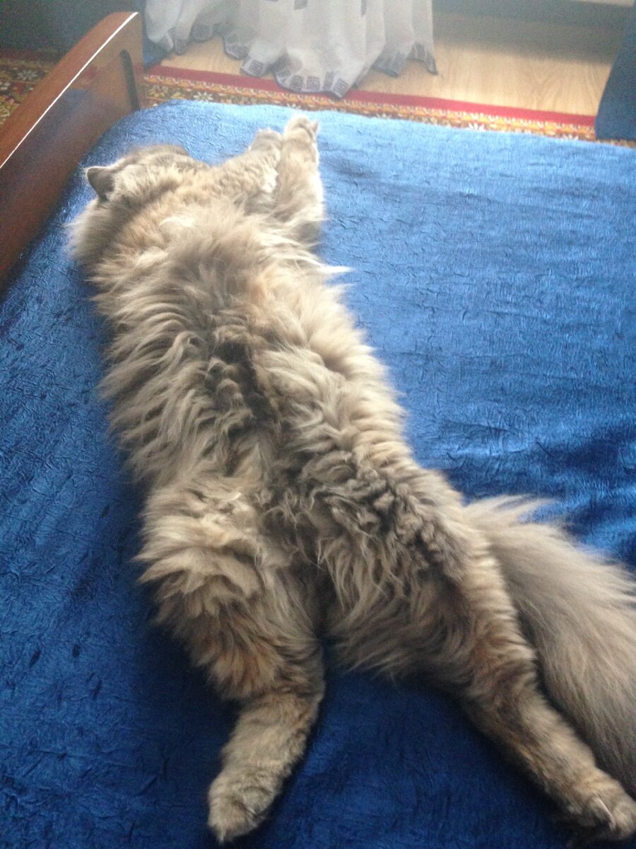 Шубка устала, прилегла отдохнуть😁