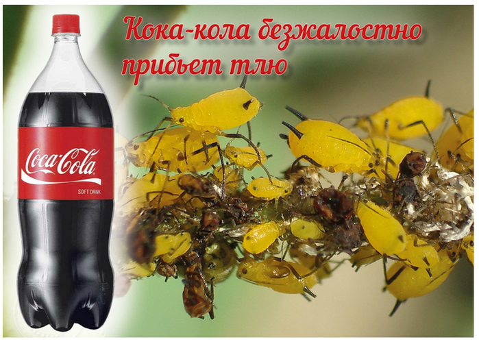https://img1.liveinternet.ru/images/attach/d/1/130/99/130099691_RS_SRRyo.png