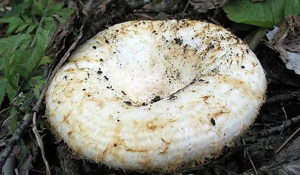 Груздь настоящий или обыкновенный