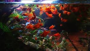Ваш аквариум