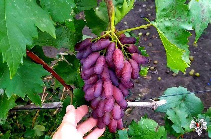 Маникюр фингер виноград (84 фото)