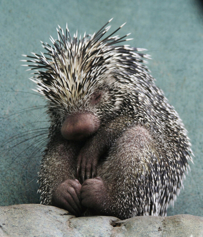 Дикобраз, фото из открытых источников.