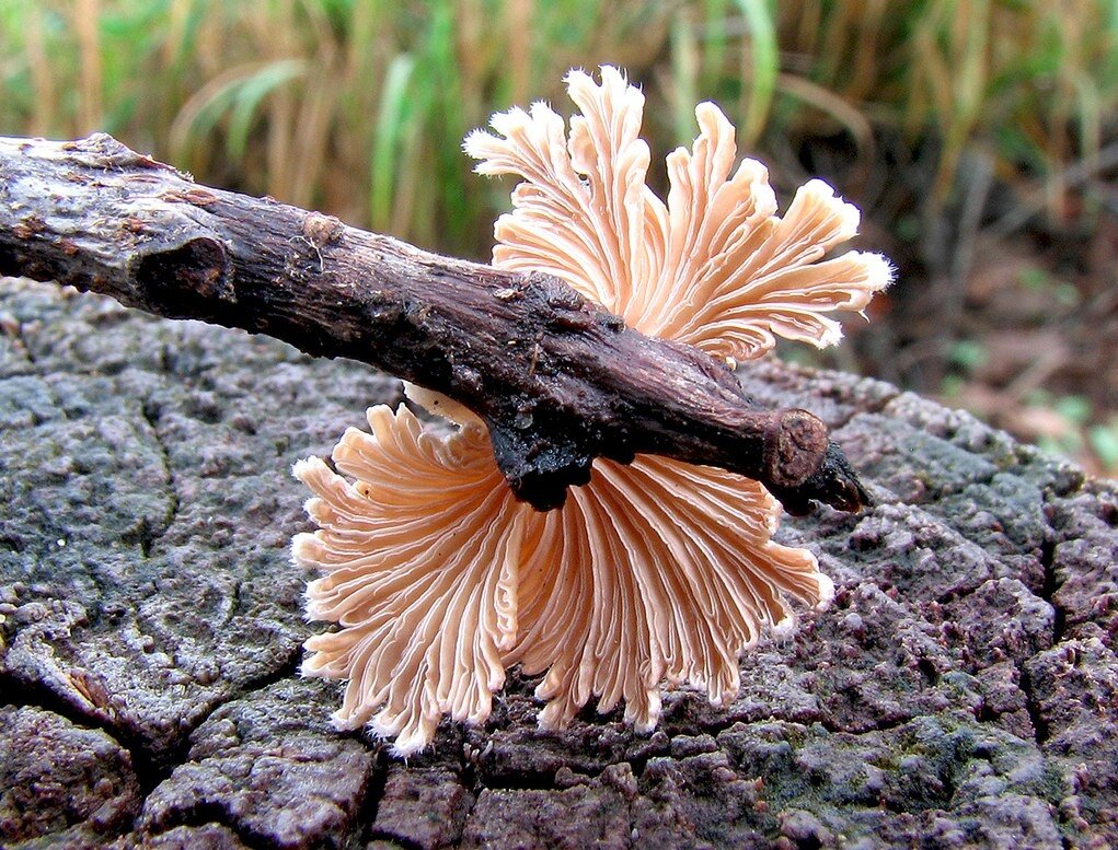 Schizophyllum commune.