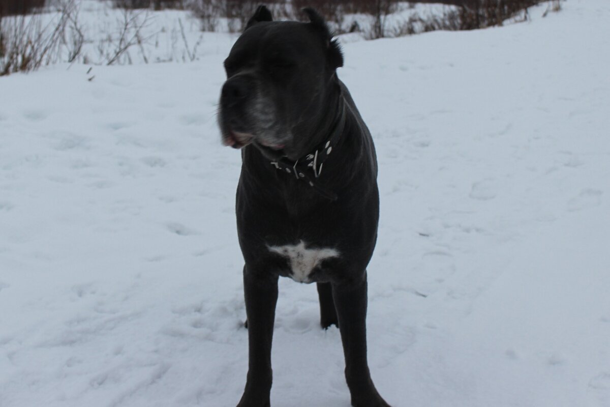 Энджой,зима 2020 .Фото автора.