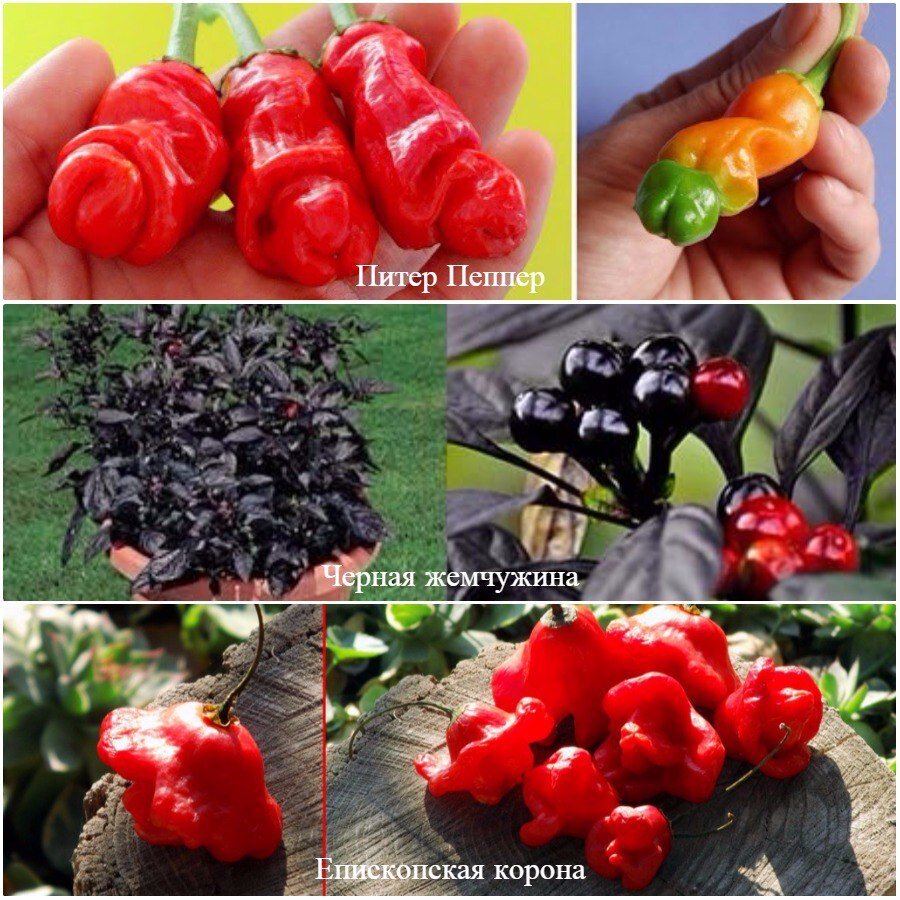 Необычные сорта острого перца