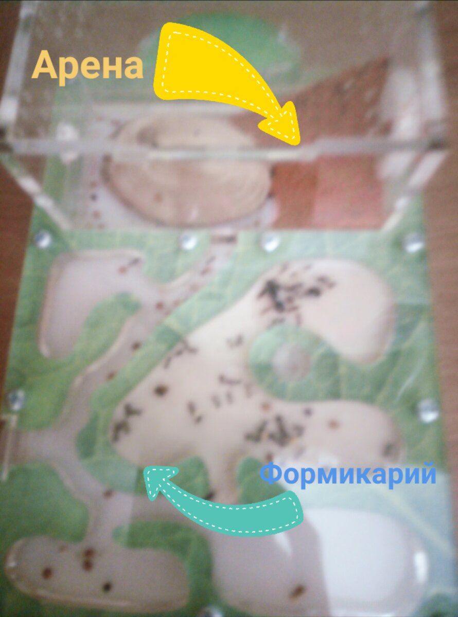 Устройство домашнего муравейника