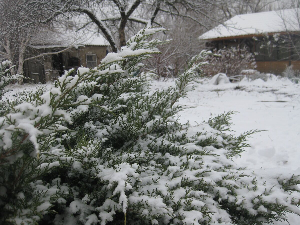 Один из немногих дней, когда на улице лежал снег. Фото автора.