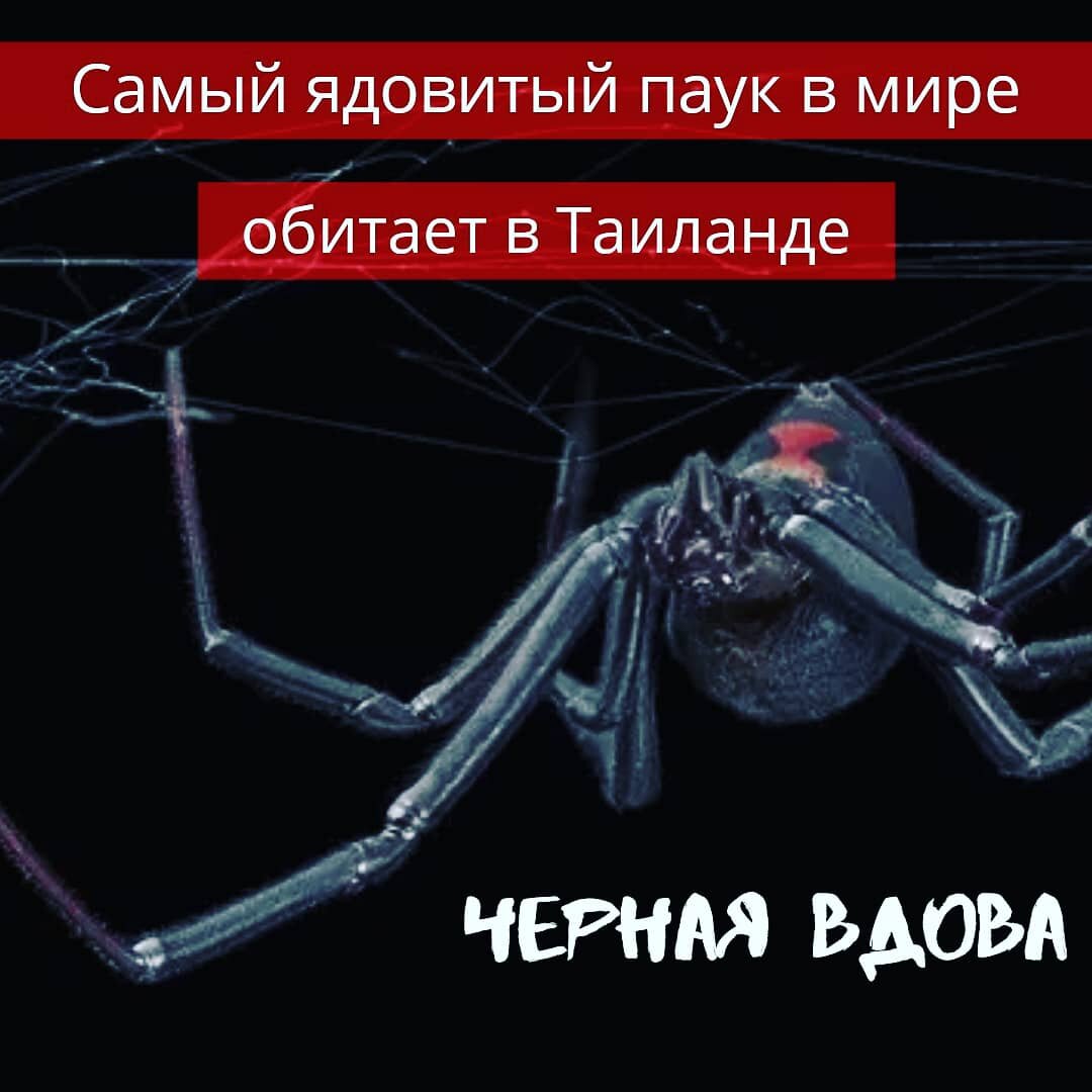 Самый опасный паук в мире "Черная вдова", обитает и в Таиланде!
🔹🔹🔹
Обязательно сохраняем в закладки и становимся очень аккуратными!
🔹🔹🔹
Самый ядовитый паук мира под названием каракурт или черная вдова, который обитает по всей территории Таиланда. Остальные виды пауков безобидны для человека.

Черная вдова - это паук черного цвета с ярко красной отметкой на брюшке, при этом отметок может быть несколько. В некоторых регионах выделяющая паука отметка может отсутствовать или иметь рыжий цвет. Диаметр самки достигает 5 - 6 см, из которых само тело - это всего лишь 1 см. Самцы черной вдовы меньше самок. 
Укусить может самка черной вдовы в случае, если она почувствует опасность со стороны человека.
Пауки плетут паутины в сараях, в полузакрытых зданиях, в норах грызунов, подвалах и рядом с камнями.

Укус паука слабый и может остаться незамеченным.
Но последствия укуса могут привести к летальному исходу в случае, если в ближайшее время не вколоть антитоксическую сыворотку. ‼️Запоминаем!
Через 15 - 60 минут после укуса появляется острая боль на месте укуса, которая через некоторое время может охватить все тело. Последующие несколько часов боль будет оставаться на предельно высоком уровне, но затем начнет утихать.
В течение следующих трех суток возможно повторение сильной боли. В обычное состояние человек вернется не раньше, чем через неделю. ‼️Симптомы укуса!
Происходит резкое напряжение брюшного пресса, дыхание становится затруднительным. Боль также может сопровождаться немением конечностей, галлюцинациями, лихорадкой, тошнотой и рвотой, головными болями и другими симптомами.
🔹🔹🔹
❇️В курортных зонах пауки встречаются крайне редко, а вот собравшись путешествовать по джунглям, необходимо одеться в закрытую обувь и одежду!
🔹🔹🔹
Обязательно соблюдайте меры предосторожности, и остерегайтесь опасных насекомых на отдыхе!