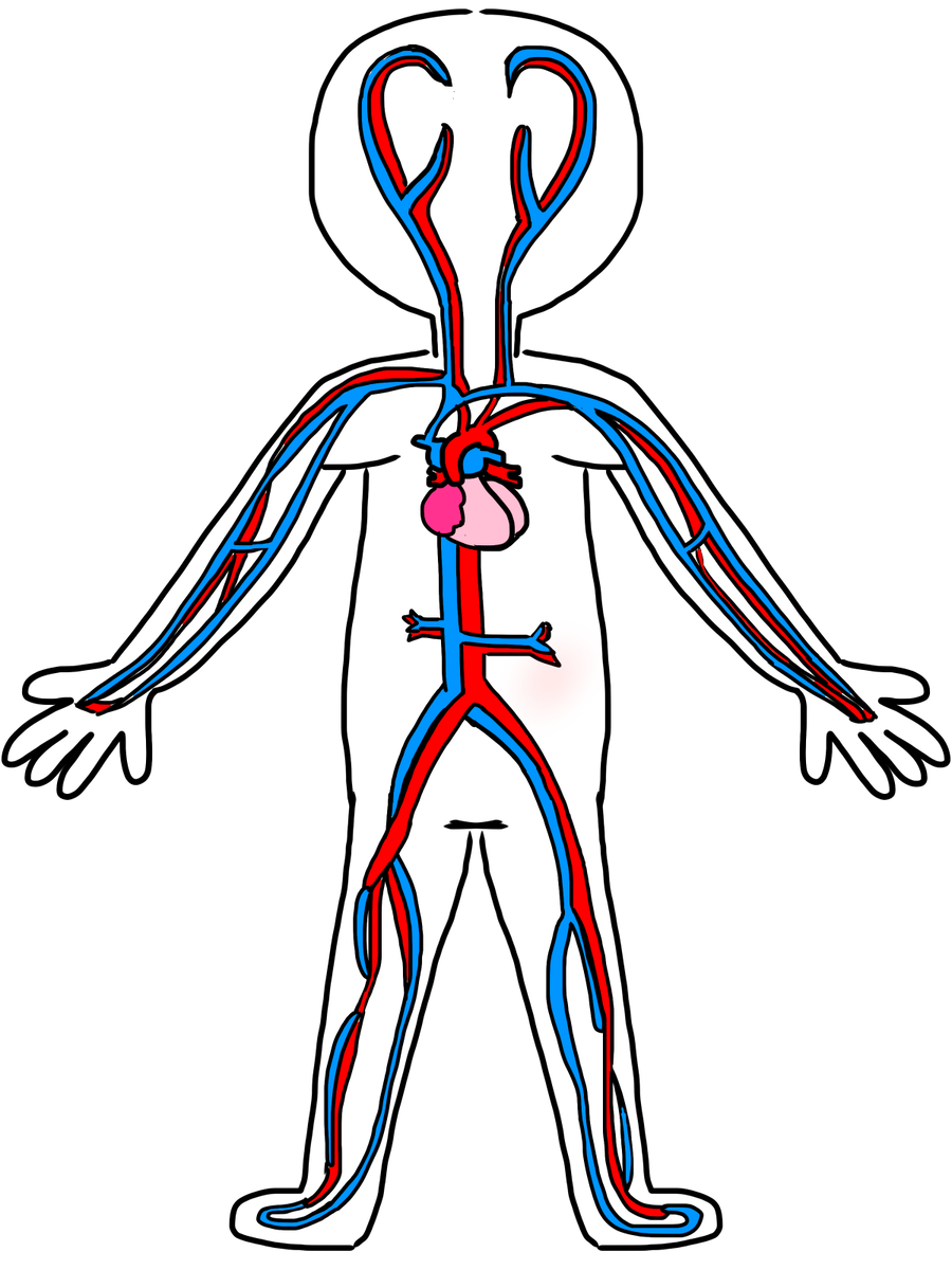 Кровеносная система. Сердечно-сосудистая система человека. Сердечно-сосудистая система рисунок. Система кровообращения рисунок.
