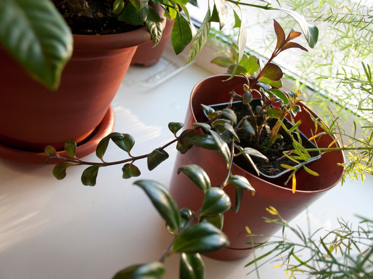 Глянцевые листья 