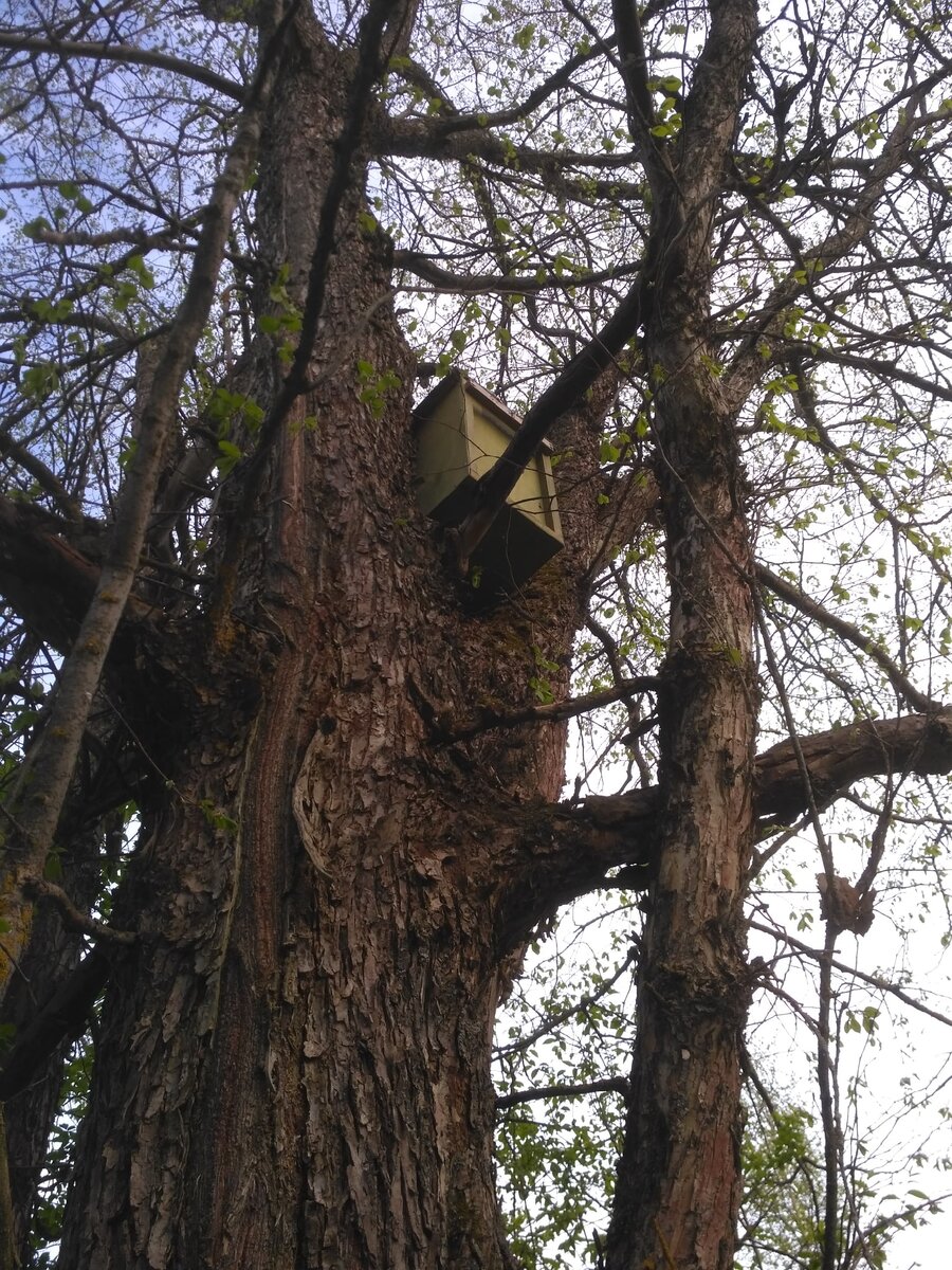 Наша ловушка на дереве.