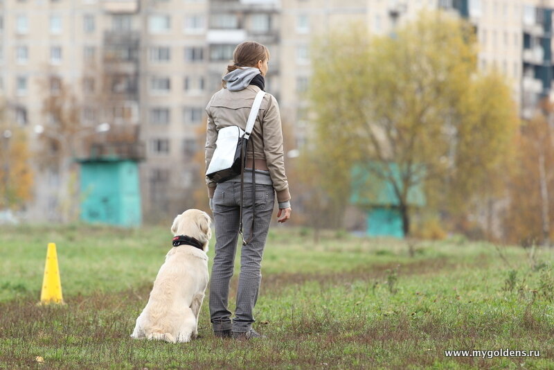 Ника и ее хозяйка Кристина на экзамене по Общему Курсу Дрессировки.