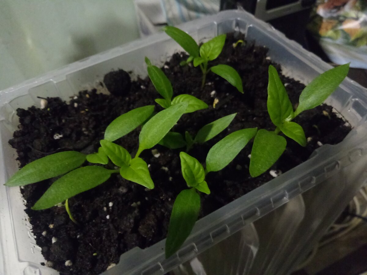 Болгарский перец